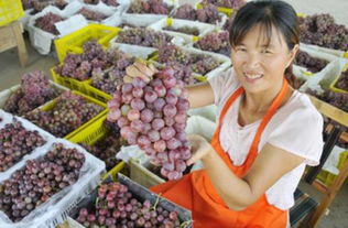 打通“最初一公里”，邁向“最后一公里” 農(nóng)產(chǎn)品上行的核心要素與實(shí)施路徑